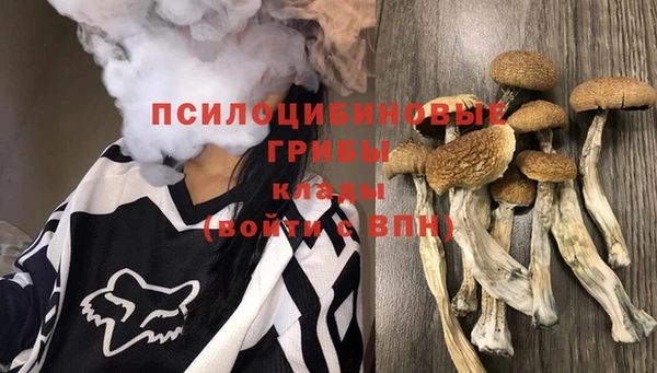 сатива Новокубанск