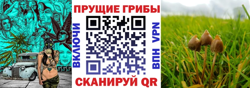 Псилоцибиновые грибы мицелий Сегежа