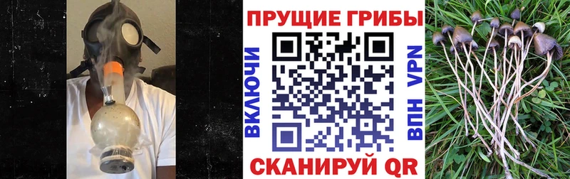 Псилоцибиновые грибы мицелий  гидра как войти  Сегежа 