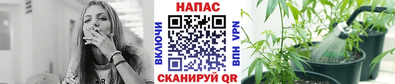 Каннабис ГИДРОПОН  блэк спрут зеркало  Сегежа 